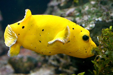 Image showing Gelbbrauner Kofferfisch   yellow boxfish  (Ostracion cubicus) 