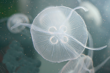 Image showing Qualle  Jellyfish  (Cnidaria) 