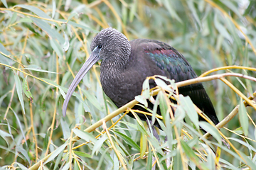 Image showing Brauner Sichler   brown glossy ibis   (Plegadis falcinellus) 