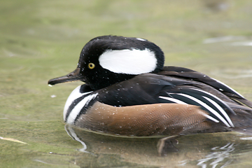 Image showing Kappensäger   Hooded Merganser  (Lophodytes cucullatus)  