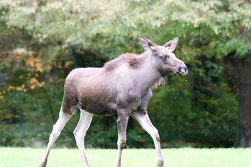 Image showing Elch  moose    (Alces alces) 