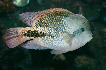 Image showing Feuerkopfbuntbarsch fish  (Paratheraps synspilum) 