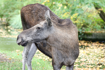 Image showing Elch  moose    (Alces alces) 