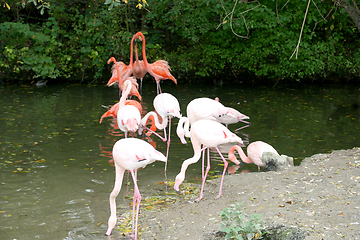 Image showing Flamingo  flamingo  (Phoenicopterus ruber) 