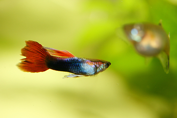 Image showing Guppy   (Poecilia reticulata) 