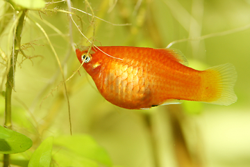 Image showing  Platy  Spiegelkärpfling   (Xiphophorus maculatus) 