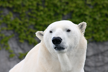 Image showing Eisbär   polar bear   (ursus maritimus) 