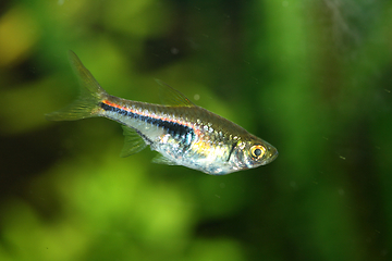 Image showing Keilfleckbärbling Harlequin Rasbora  (Rasbora heteromorpha)  