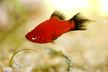 Image showing  Platy  Spiegelkärpfling   (Xiphophorus maculatus) 