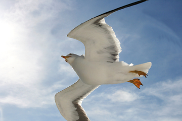 Image showing Fliegende Silbermöwe  flying gull  (Larus argentatus) 