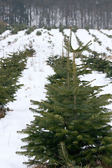 Image showing Winterwald  Winter forest