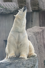 Image showing Eisbär   polar bear   (ursus maritimus) 