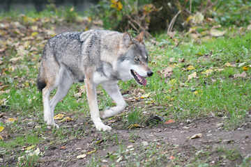 Image showing Wolf   (Canis lupus) 