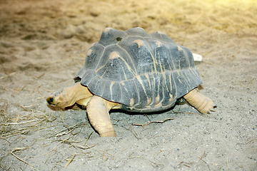 Image showing Strahlenschildkröte  Radiated tortoise  (Astrochelys radiata) 