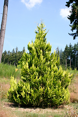 Image showing Konifere   conifer 