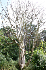 Image showing Toter Baum  Dead tree  