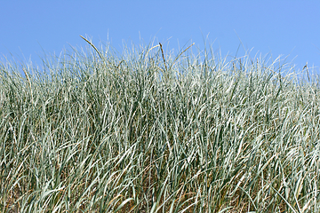 Image showing Dünengras  dune grass 