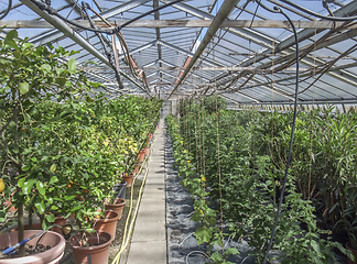 Image showing sunny greenhouse scenery