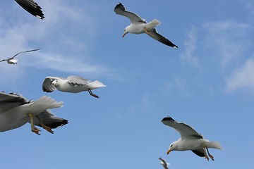 Image showing Fliegende Silbermöwe  flying gull  (Larus argentatus) 