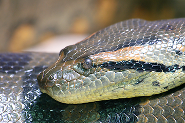 Image showing Schlange  snake   (Serpentes) 