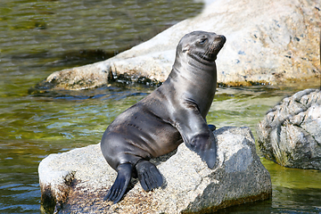 Image showing Seehund   harbor seal  (Phoca vitulina) 