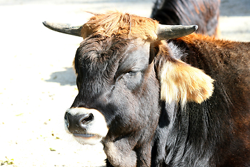 Image showing Schwarze Kuh  black cow 