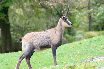 Image showing Gämse    Chamois    (Rupicapra rupicapra)  