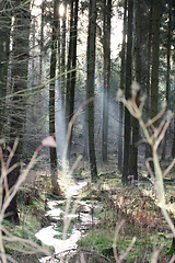 Image showing im Wald   at the forest  