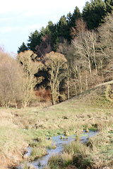 Image showing im Wald   at the forest  