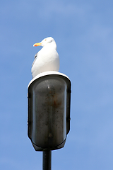 Image showing Silbermöwe   gull  (Larus argentatus) 