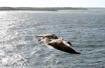 Image showing Fliegende Silbermöwe  flying gull  (Larus argentatus) 