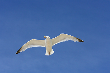 Image showing Fliegende Silbermöwe  flying gull  (Larus argentatus) 