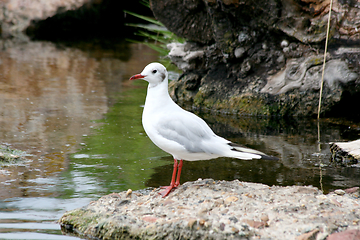 Image showing Weißkopflachmöve gull ( Larus novaehollandiae) 