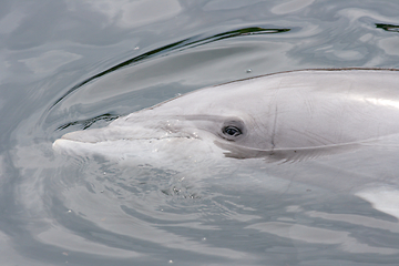 Image showing Delphin   Dolphin    (Delphinidae) 