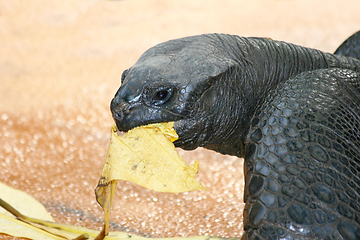 Image showing Seychellen-Riesenschildkröte    Seychelles Giant Tortoise  (Aldabrachelys gigantea) 