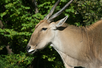 Image showing Elenantilope   Eland  (Taurotragus oryx) 