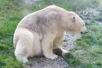 Image showing Eisbär   polar bear   (ursus maritimus) 