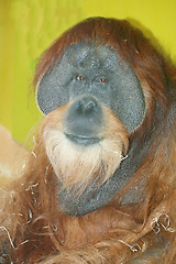 Image showing Orang-Utan  Orangutan  (Pongo) 