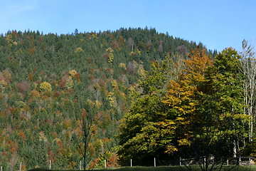 Image showing Wald    forest 