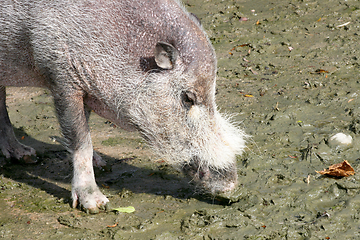 Image showing Wildschwein  Wild boar   (Sus scrofa) 