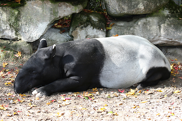 Image showing Schabrackentapir  Malaysischer Tapir   Malaysian tapi  (Tapirus indicus)  