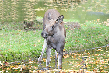 Image showing Elch-Kalb  moose calf    (Alces alces) 