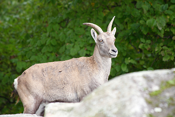 Image showing Steinbock  Capricorn   (Capra ibex) 