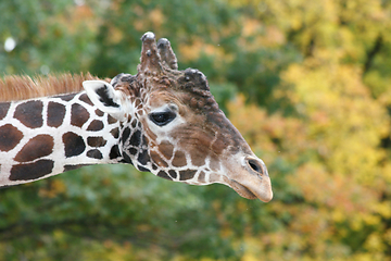 Image showing Giraffe (Giraffa camelopardalis)  