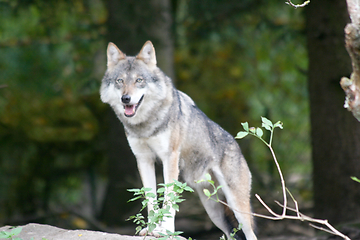 Image showing Wolf   (Canis lupus) 