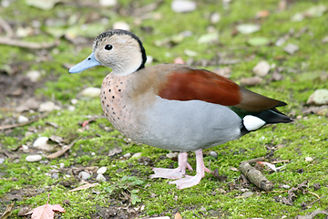 Image showing Rotschulterente   Ringed   (Callonetta leucophrys)  