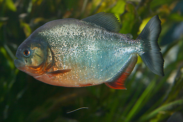 Image showing Roter Piranha   Red Piranha   (Pygocentrus nattereri) 