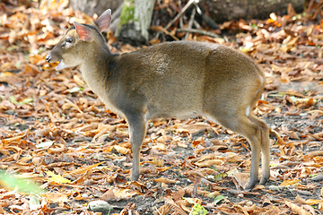 Image showing Muntjak   Muntjac  (Muntiacus) 