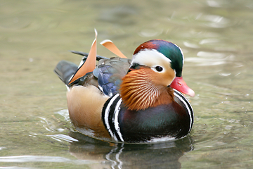 Image showing Mandarinente  Mandarin duck  (Aix galericulata)  