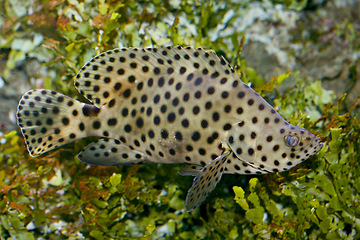 Image showing Pantherfisch  Panther fish   (Cromileptes altivelis) 